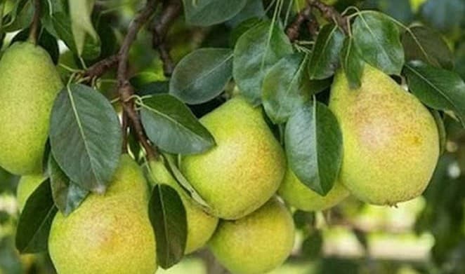 उग्रवादियों के गढ़ में अब आयेगी नाशपाती की मिठास, पेशरार की 300 एकड़ भूमि पर खेती शुरू