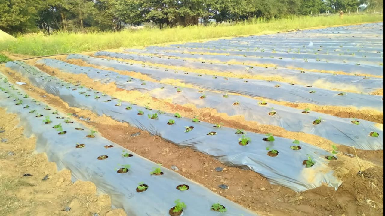 अच्छी खबर : गुमला में बढ़ रही स्ट्रॉबेरी की खेती करने वाले किसानों की संख्या, 35 एकड़ में हो रही खेती