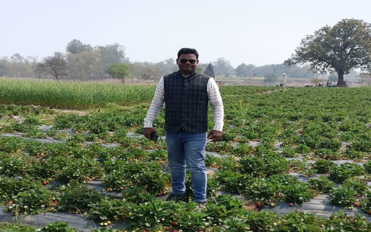 Strawberry Cultivation: पहले बंजर थी जमीन, अब स्ट्रॉबेरी की खेती कर लाखों में कमाई कर रहे पलामू के किसान