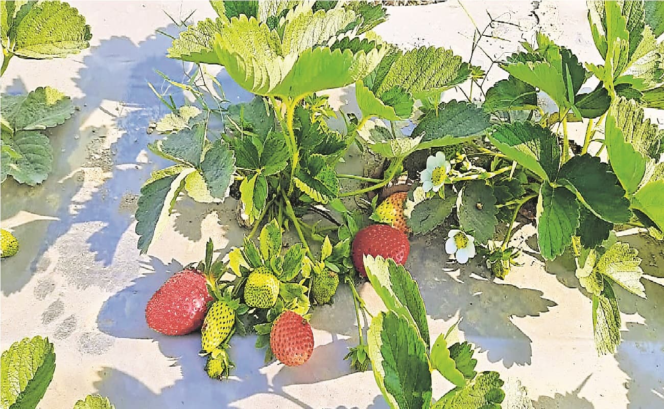 सासाराम में पारंपरिक खेती छोड़ स्ट्रॉबेरी उगाने में जुटे किसान, पुणे से मंगाये जाते हैं पौधे