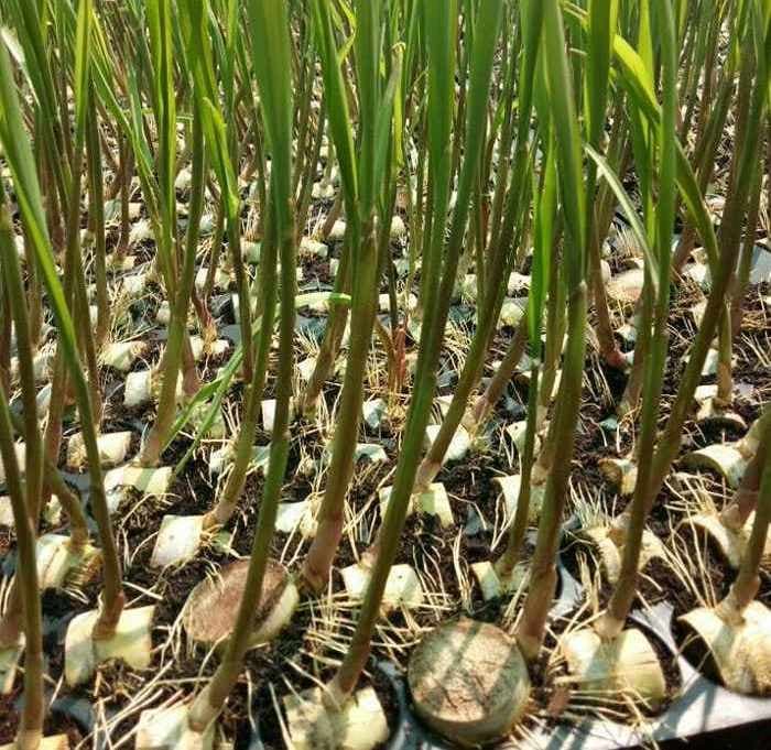 UP News: यूपी के इस किसान ने जीवन में घोली 'मिठास', पॉली हाउस में एक लाख गन्ने की पौध की तैयार