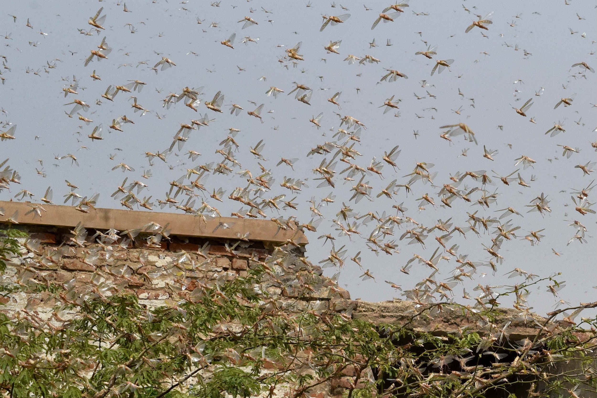 कई राज्‍यों में आतंक मचाने के बाद टिड्डी दल ने राजस्‍थान के जैसलमेर में बोला धावा