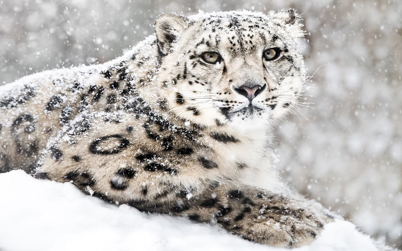 Snow Leopard: उधर मध्य प्रदेश में आ रहे चीते, इधर उत्तराखंड में पहली बार देखा गया हिम तेंदुआ