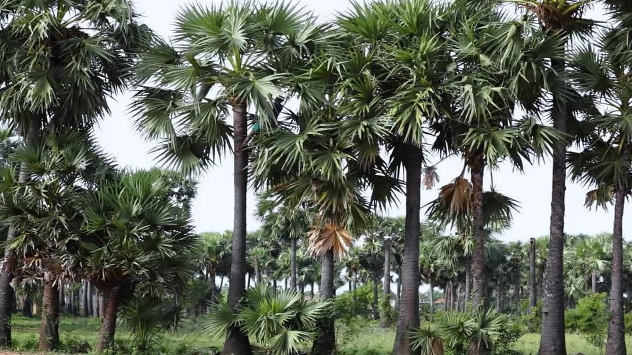 ‍Bihar: खेत में काम करने वालों को वज्रपात से बचाएगा ताड़ का पेड़, जानें क्या है प्राकृतिक गुण