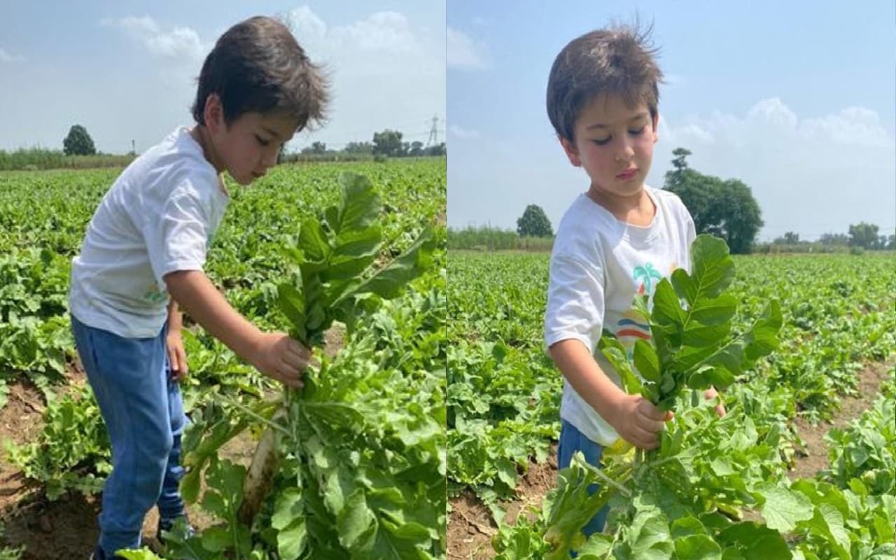 ऐसा क्या कि हुआ कि तैमूर अली खान खेतों में तोड़ने लगे मूली, फैंस बोले- अभी से इतनी मेहनत, देखें PHOTOS
