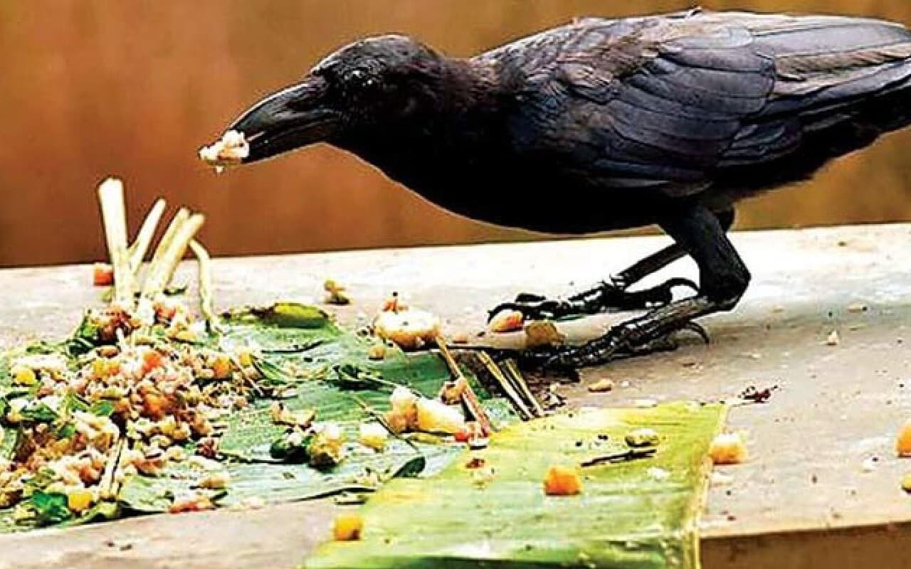 Pitru Paksha 2023: साल में श्राद्ध के लिए 96 दिन, लेकिन पितृपक्ष क्यों है खास, जानें पिंडदान और तर्पण का महत्व