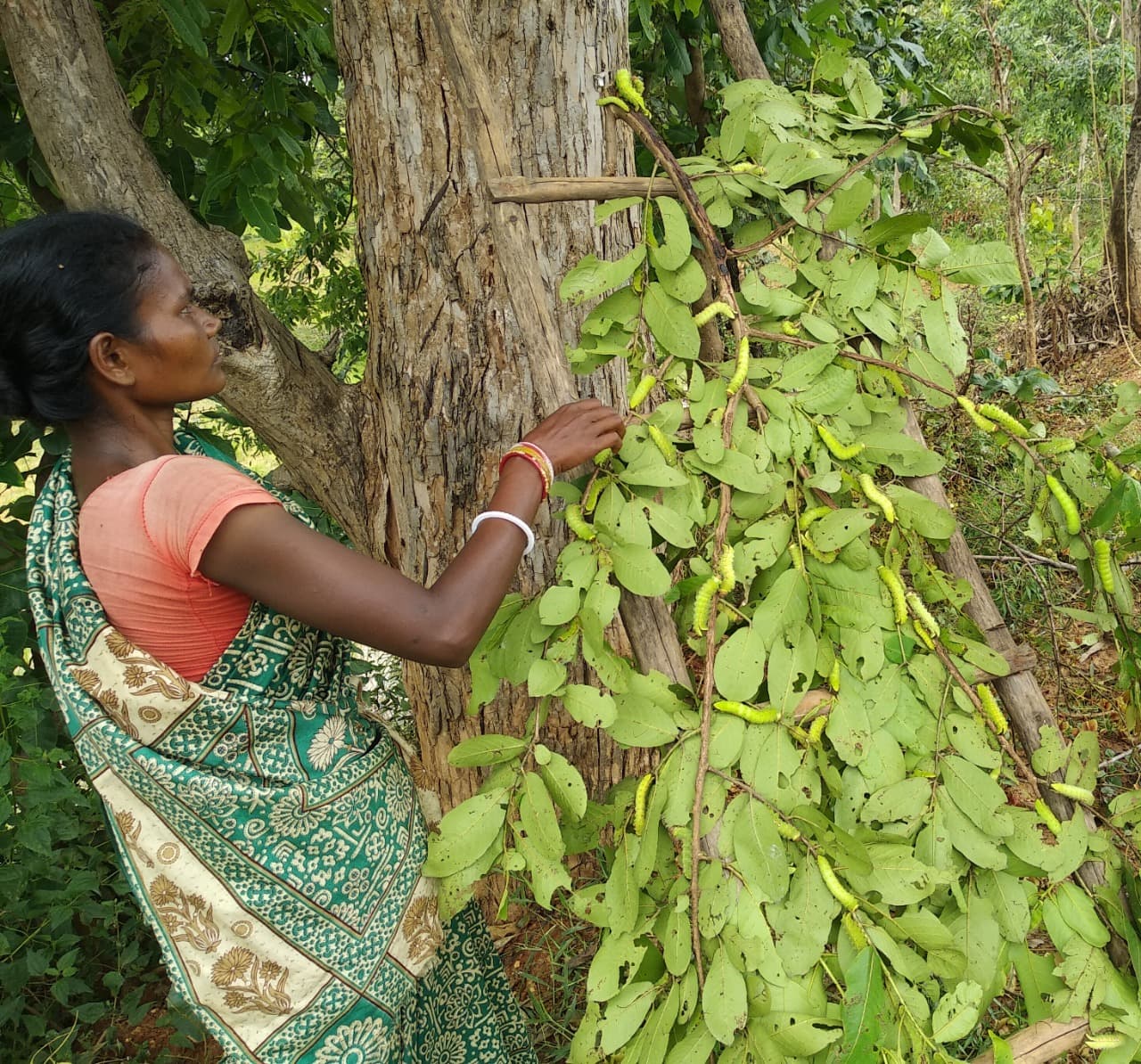 झारखंड के सिल्क जोन में तसर की खेती से किसानों में उत्साह, रेशम दूतों को मिले तसर के अंडे