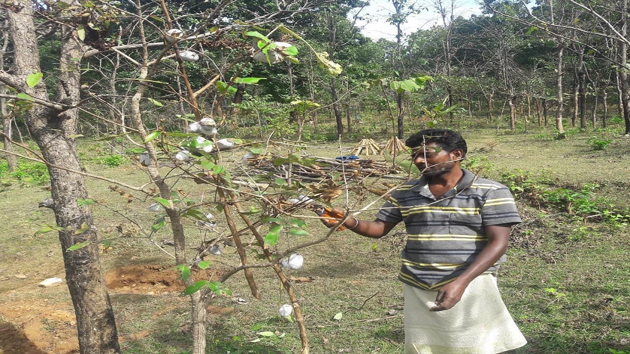 Jharkhand News: मौसम की बेरुखी ने तसर किसानों की तोड़ी कमर, एक दशक में पहली बार हुआ भारी नुकसान