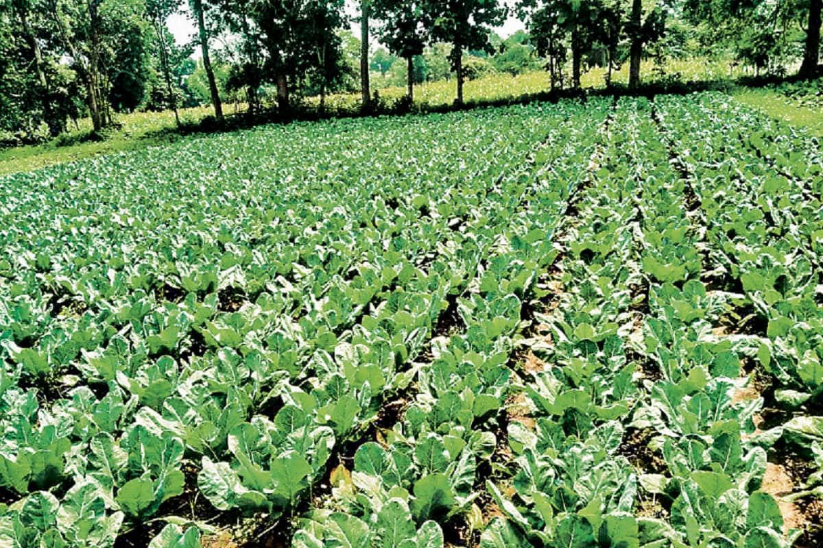 टाटा स्टील के स्लैग से बने उत्पाद से होगी खेती,  फसल 70% अधिक गुणकारी, इस जगह पर होगा प्रोडक्शन