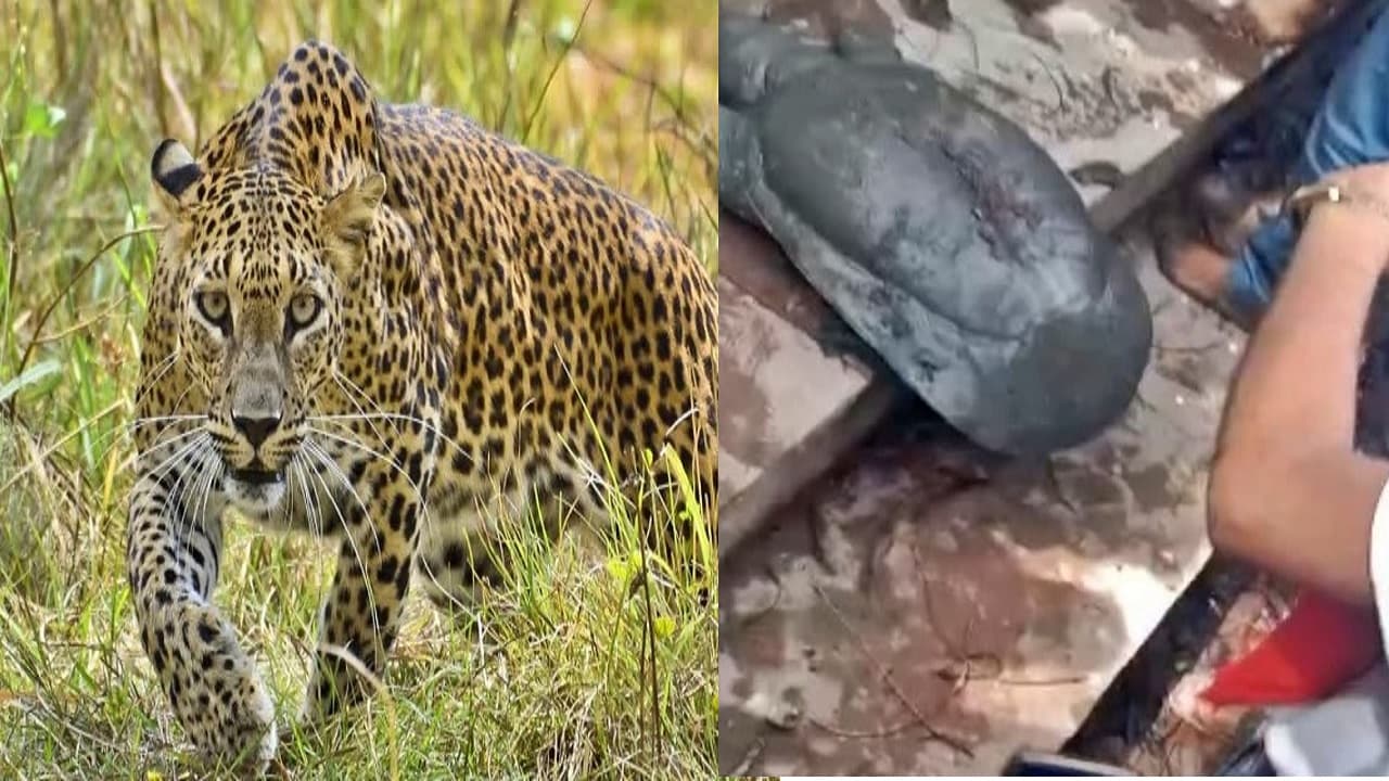 बिहार: बगहा के रिहायशी इलाके में तेंदुआ का आतंक, बक्सर में तालाब से निकला 50 किलो का दुर्लभ कछुआ