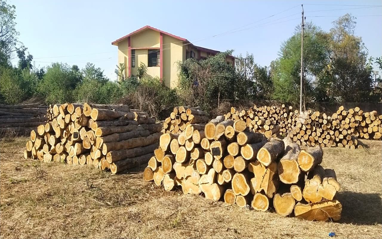 Jharkhand News: चक्रधरपुर में बगैर अनुमति के काट डाले 450 सागवान पेड़, 24 घंटे में रेंजर के बदले सुर