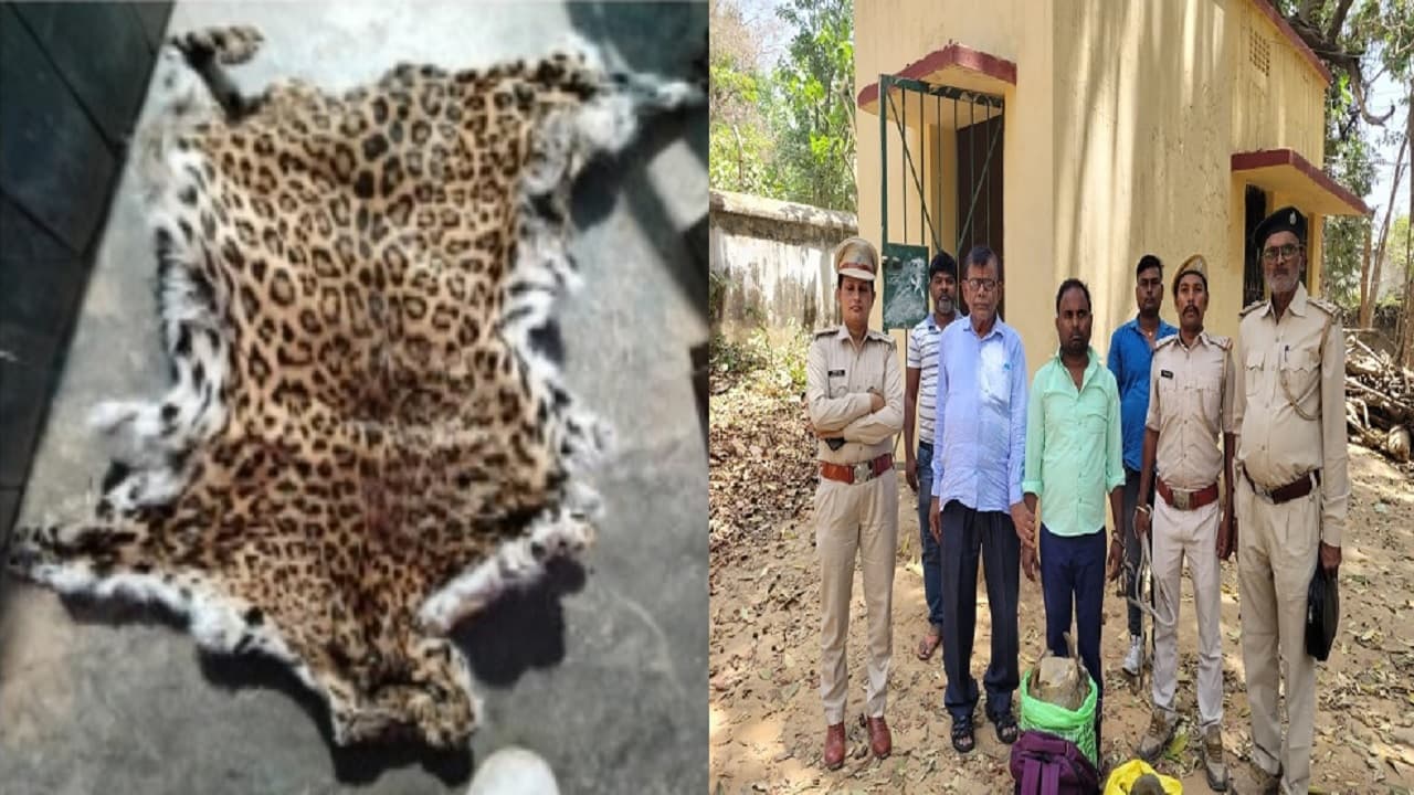बिहार: जमुई में तेंदुए की खाल बरामद, भागलपुर में कछुए की खाल बेचने जा रहा तस्कर धराया, कीमत करेगी हैरान