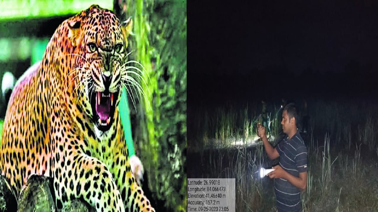 बिहार: तेंदुआ यहां रात में कर रहा शिकार, सुबह रास्ते में दिखती है हड्डी, खेत में खोज कर रहे वनकर्मी..