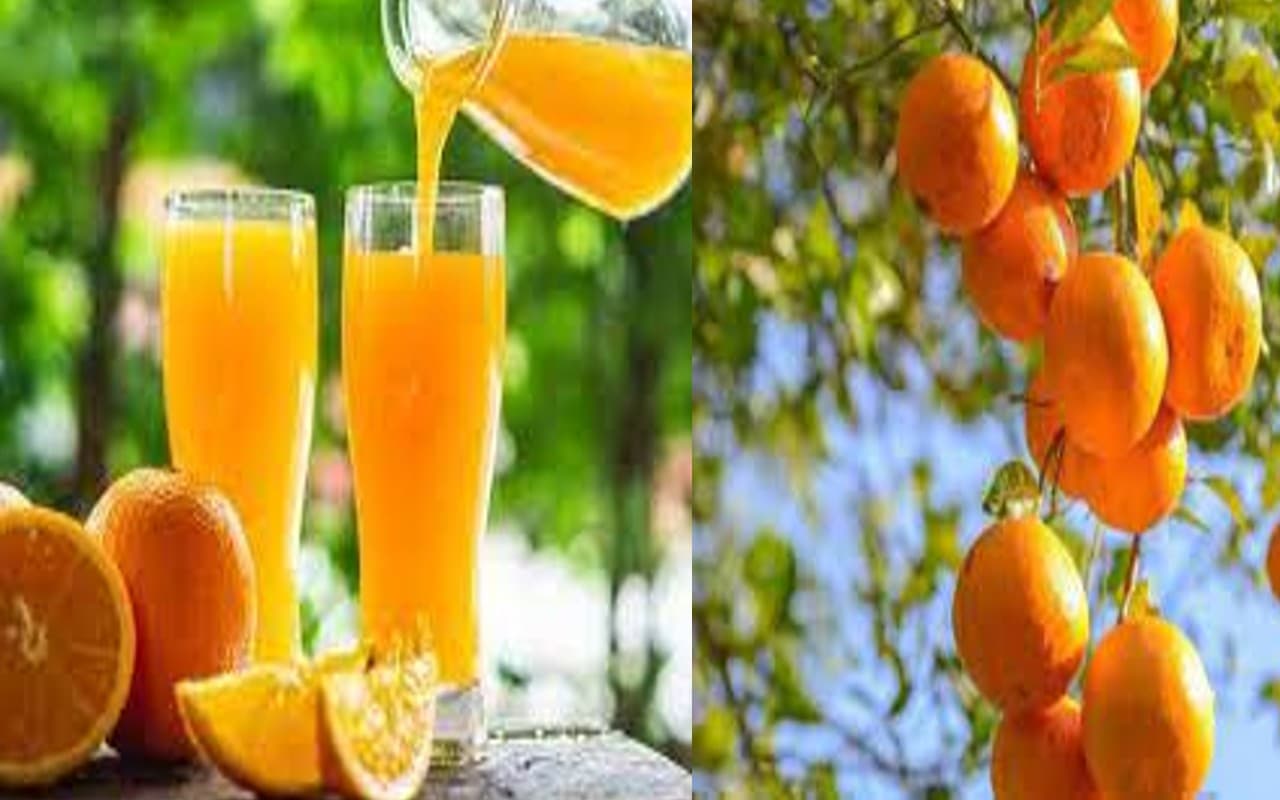 Kinnu Benefits: किन्नू के जूस के सेवन से मिलते हैं ढेरों फायदे, कई बीमारियों के लिए है रामबाण Kinnu Benefits: किन्नू के जूस के सेवन से मिलते हैं ढेरों फायदे, कई बीमारियों के लिए है रामबाण