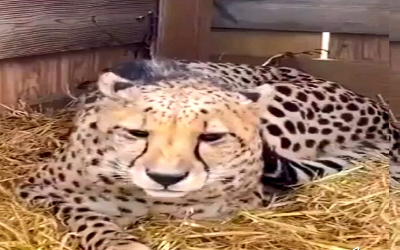 चीता उदय की पोस्टमॉर्टम रिपोर्ट से खुलासा, नहीं काम कर रहे थे ये दो अंग, कूनो में दी गई अंतिम विदाई