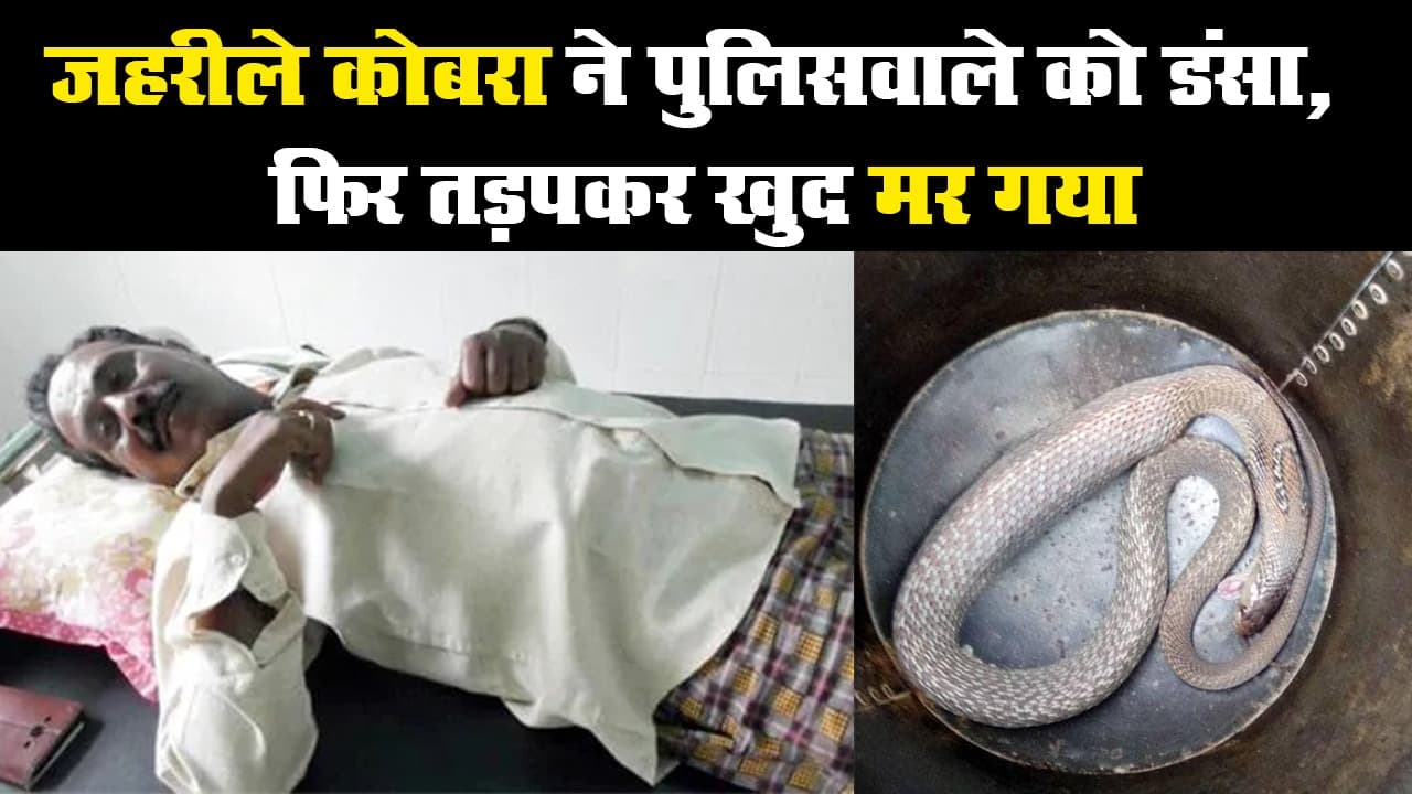जहरीले कोबरा ने पुलिसवाले को डंसा, फिर तड़पकर खुद मर गया