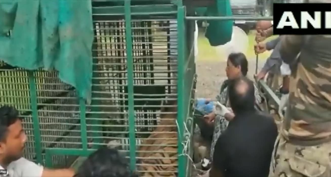 MP News: घायल बाघ पर हो रहा इलाज का असर, स्वास्थ्य में सुधार, दूसरे Tiger से झड़प में हो गया था घायल