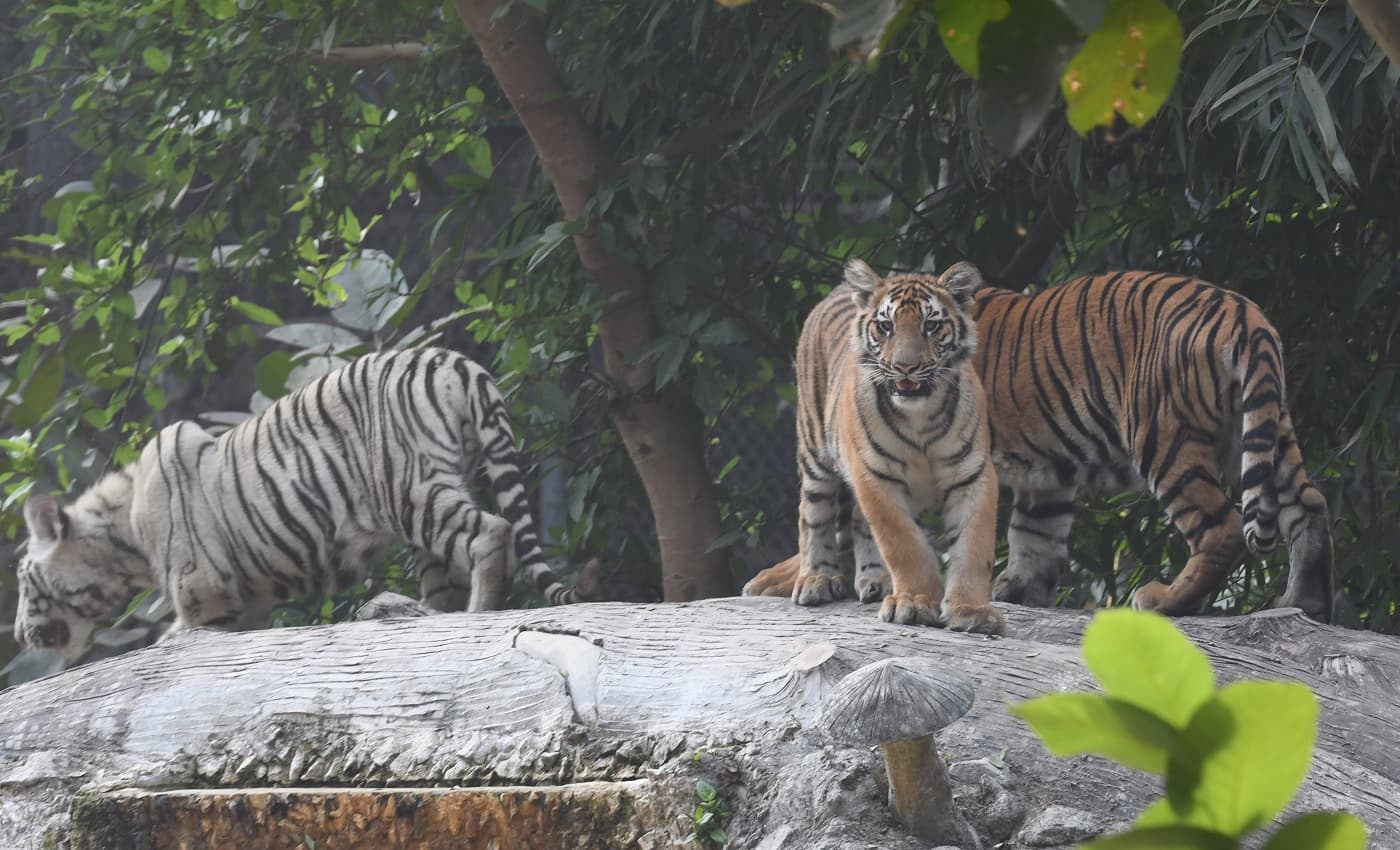 पटना जू में आठ महीने बाद बाघ के शावकों को बाड़े में छोड़ा गया, देखने के लिए उमड़ी दर्शकों को भीड़