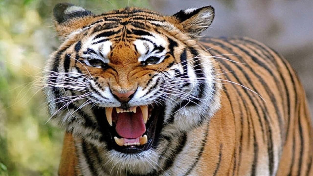 बिहार: इलाके में घूम रहे बाघ से सावधान! रास्ते में लोगों पर कर रहा हमला, आधा दर्जन कुत्तों का किया शिकार