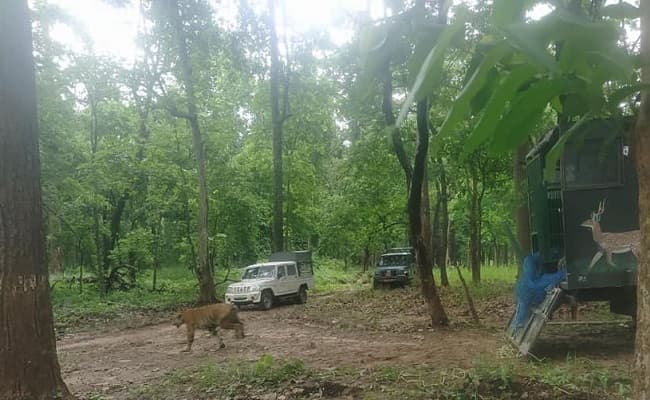 बगहा में जंगल से निकलकर रिहायशी इलाकों में आ रहे जानवर, स्टेट हाईवे पर टहलता दिखा बाघ, लोगों में दहशत