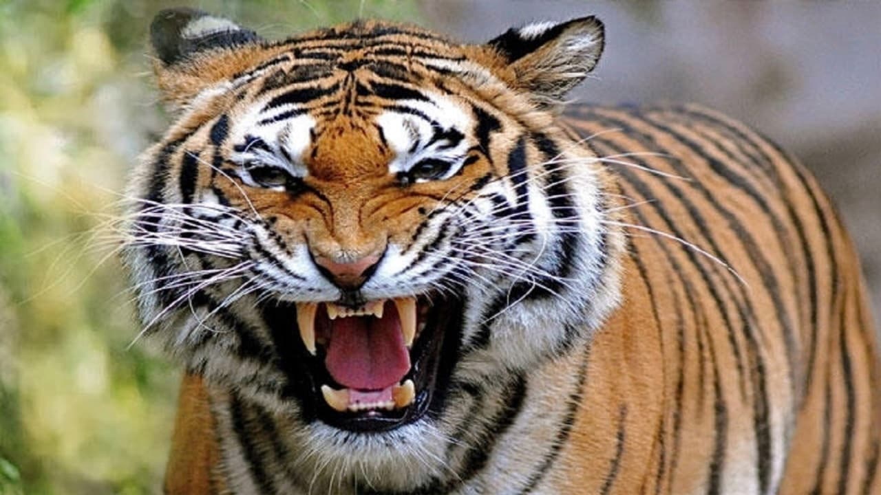 बिहार: बगहा में जंगल से रेलवे स्टेशन में पहुंचा बाघ, दहाड़ सुनकर भागे कर्मचारी, लोगों में दहशत का माहौल