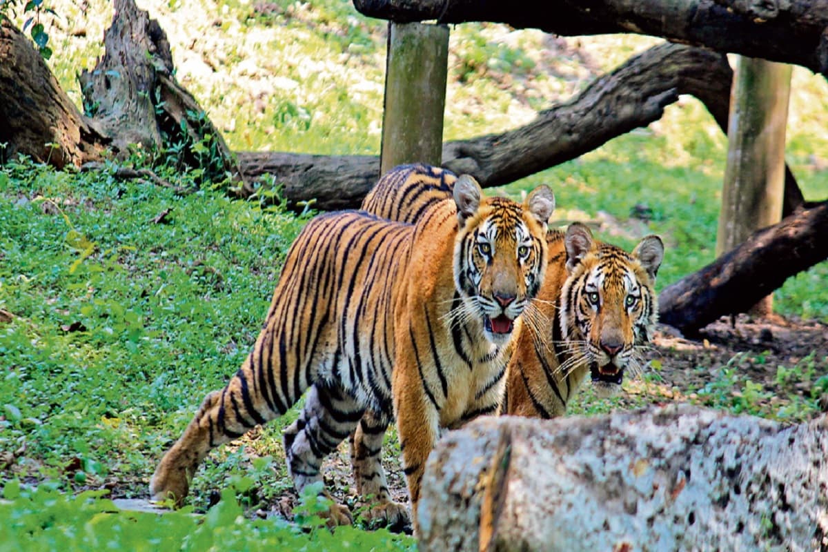 झारखंड के इन दो शख्स ने बाघों से जोड़ा नाता,
रिश्ता ऐसा कि पहचानने लगे हैं आवाज और भाषा