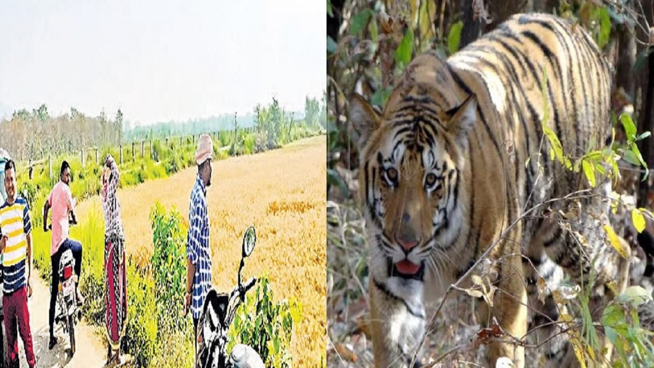 सीतामढ़ी में ड्रोन को भी चकमा दे रहा बाघ, डर से घर में दुबके लोग, 9 दिनों में कर चुका है तीन बार हमला