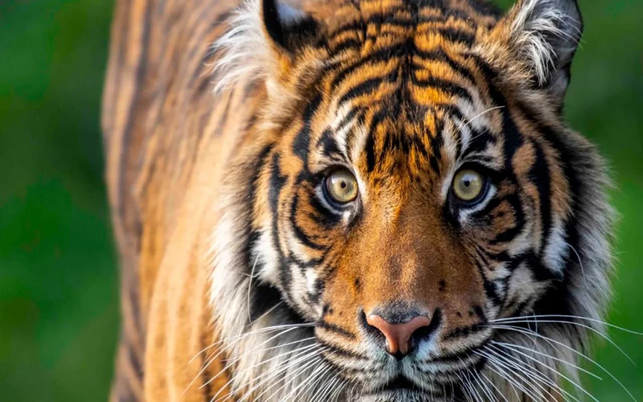 Maharashtra: मॉर्निंग वॉक पर निकले युवक के सामने आया बाघ, दिल का दौरा पड़ने से हुई मौत