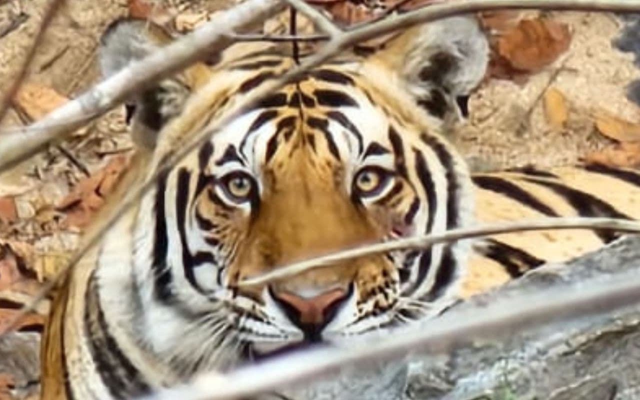 तीन साल बाद पलामू टाइगर रिजर्व में दिखा बाघ, डिप्टी डायरेक्टर ने खुद खींची तस्वीर, बढ़ी चौकसी