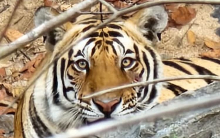 तीन साल बाद पलामू टाइगर रिजर्व में दिखा बाघ, डिप्टी डायरेक्टर ने खुद खींची तस्वीर, बढ़ी चौकसी