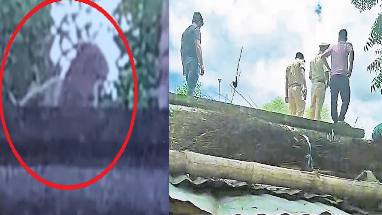 बिहार: जमुई में खंडहरनुमा घर की छत पर बाघ दिखने का लोगों ने किया दावा, खोज में जुटे वनकर्मी