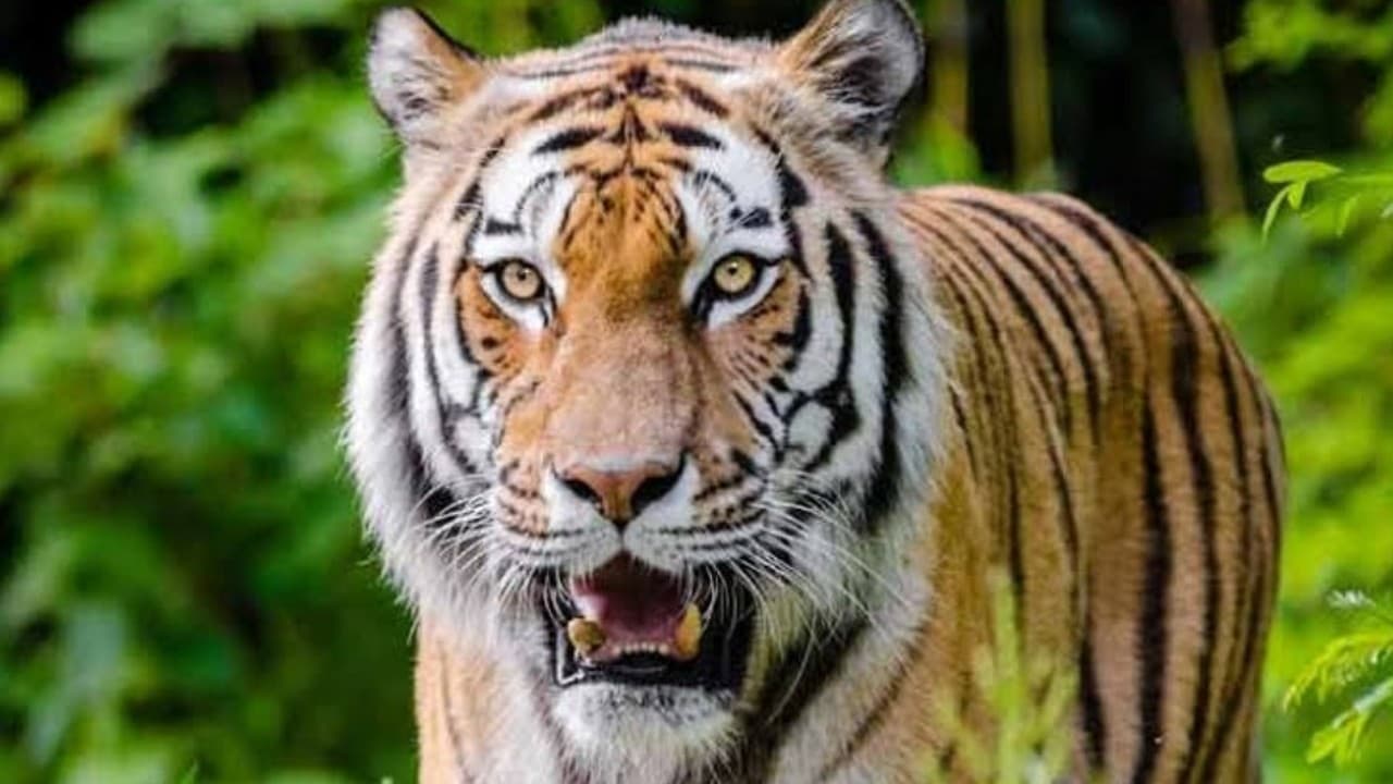 अब मानव-जंगली जानवर में नहीं होगा संघर्ष, वन विभाग ने की ' झटका ' देने की तैयारी