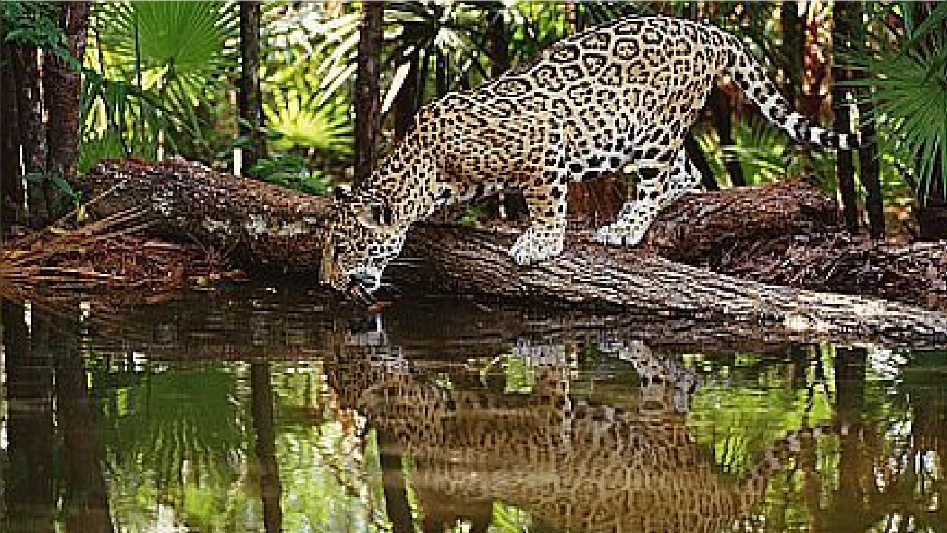 उत्तराखंड में बाघ का आतंक, दर्जनों गांव में कर्फ्यू, स्कूल और आंगनबाड़ी केंद्र बंद