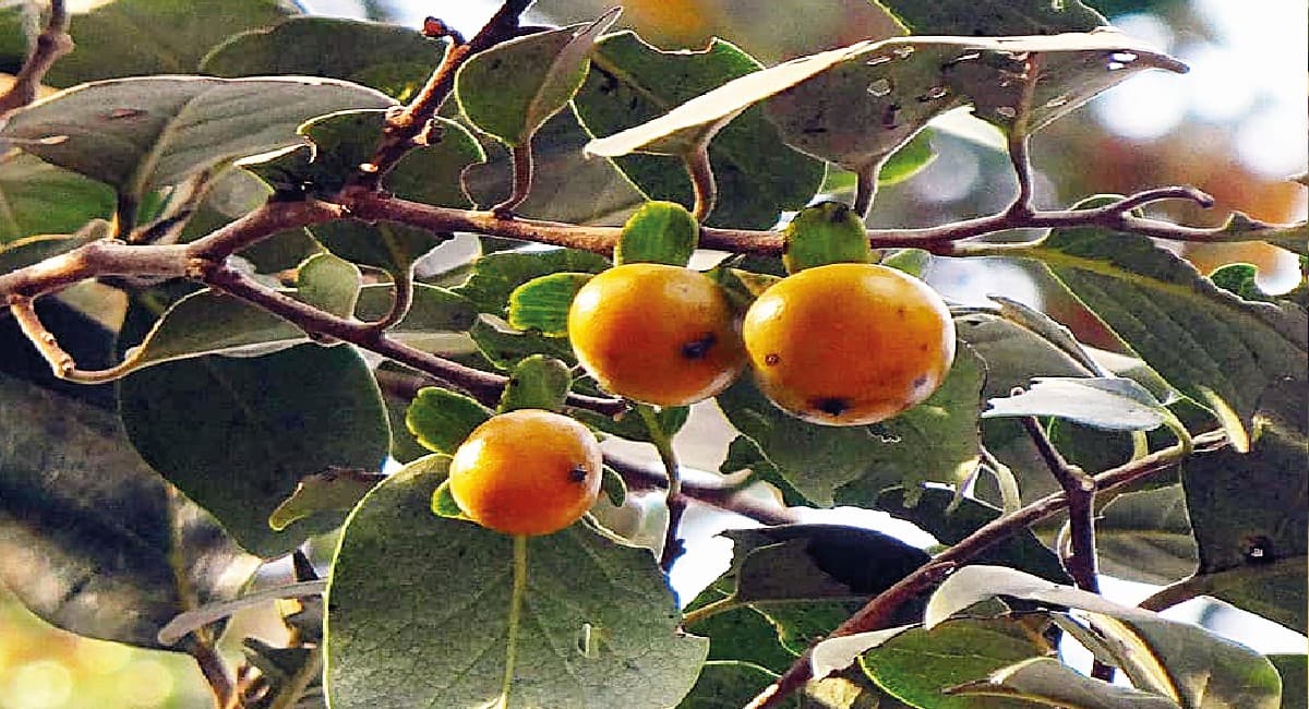 तिरिल : एक पेड़ और उससे जुड़े लोगों की कथा