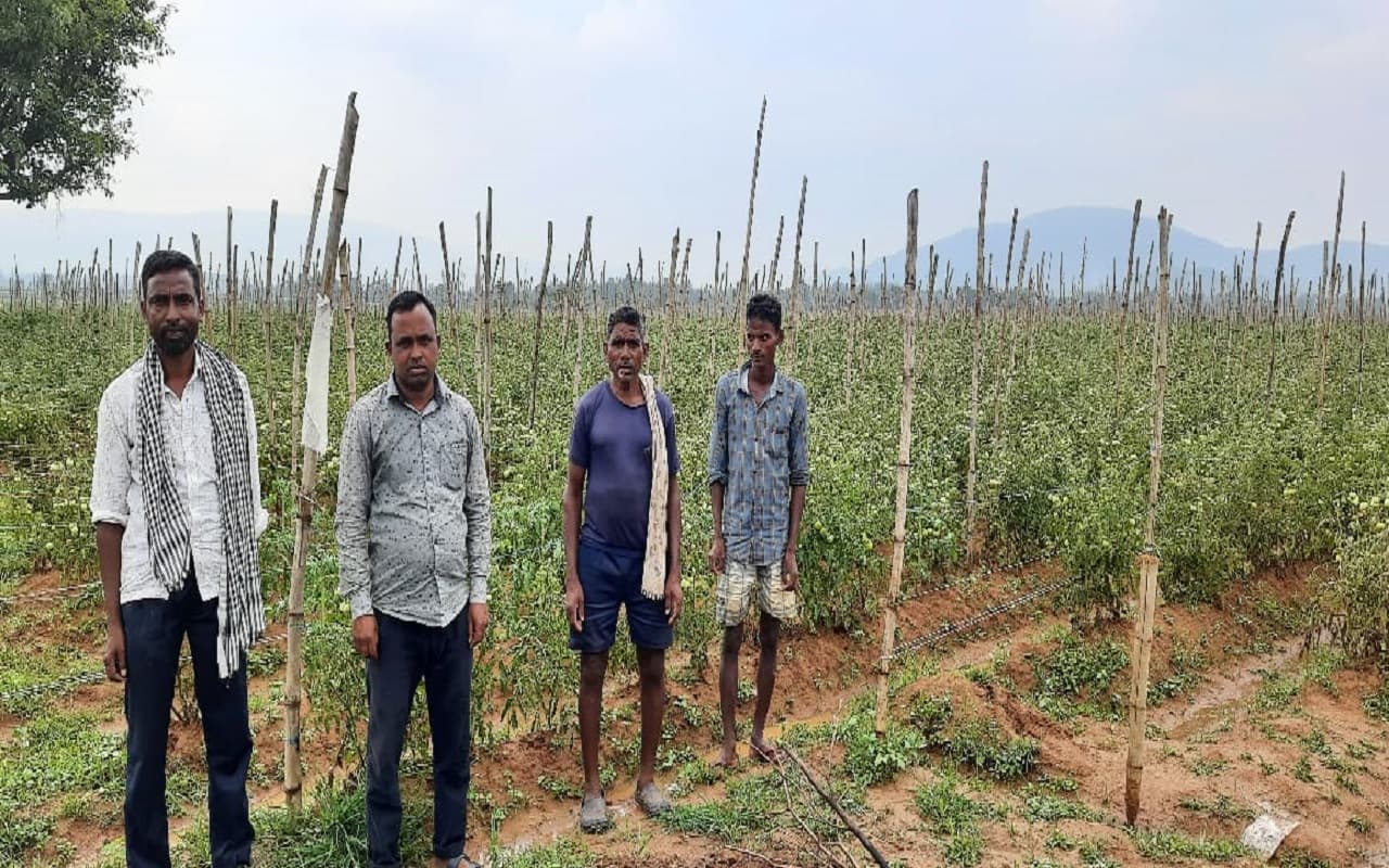 Jharkhand News : झारखंड में मौसम की मार से टमाटर का उत्पादन प्रभावित, किसानों की टूटी कमर, ये है पीड़ा