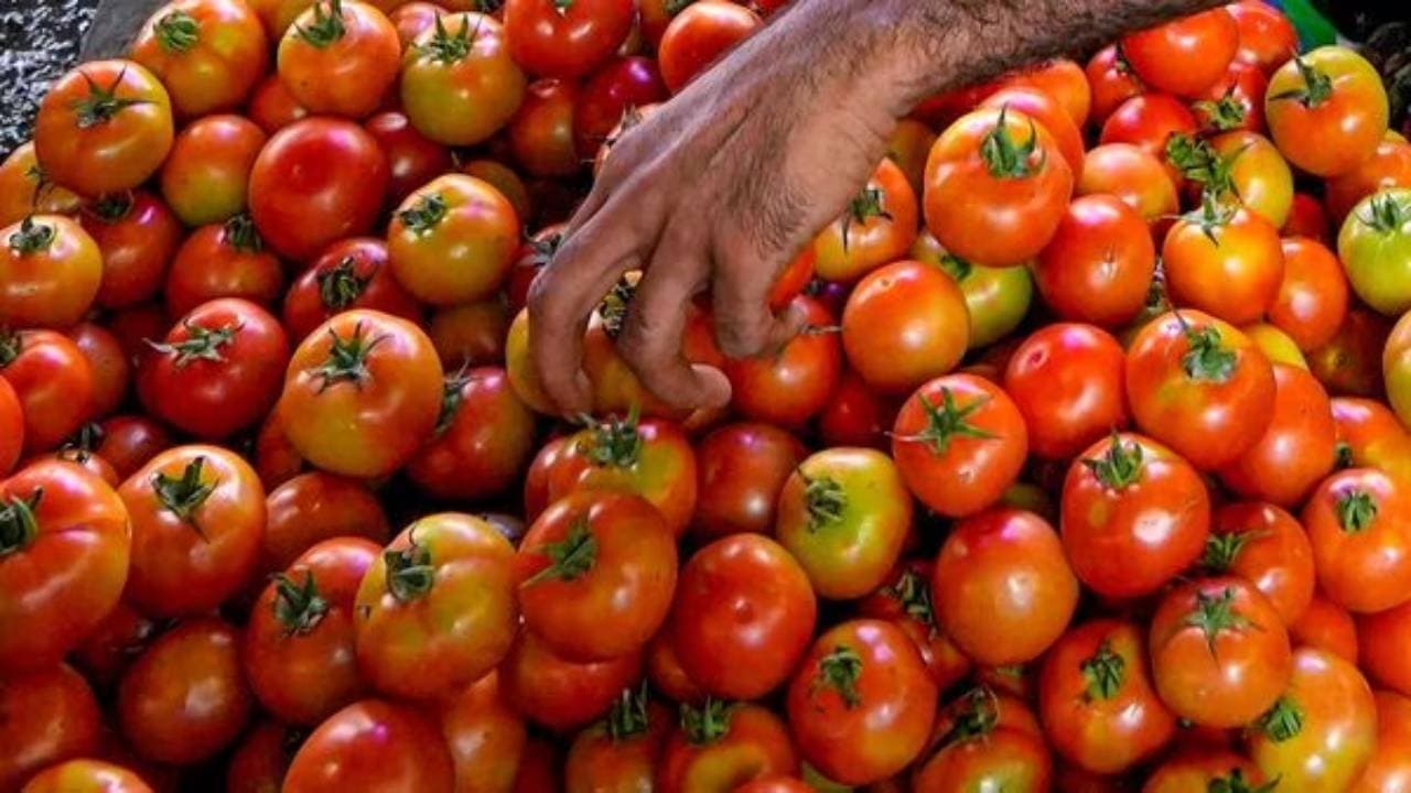 यहां मिलेंगे सस्ते टमाटर, केंद्र सरकार ने खोली दुकान, जानें कितनी होगी कीमत यहां मिलेंगे सस्ते टमाटर, केंद्र सरकार ने खोली दुकान, जानें कितनी होगी कीमत