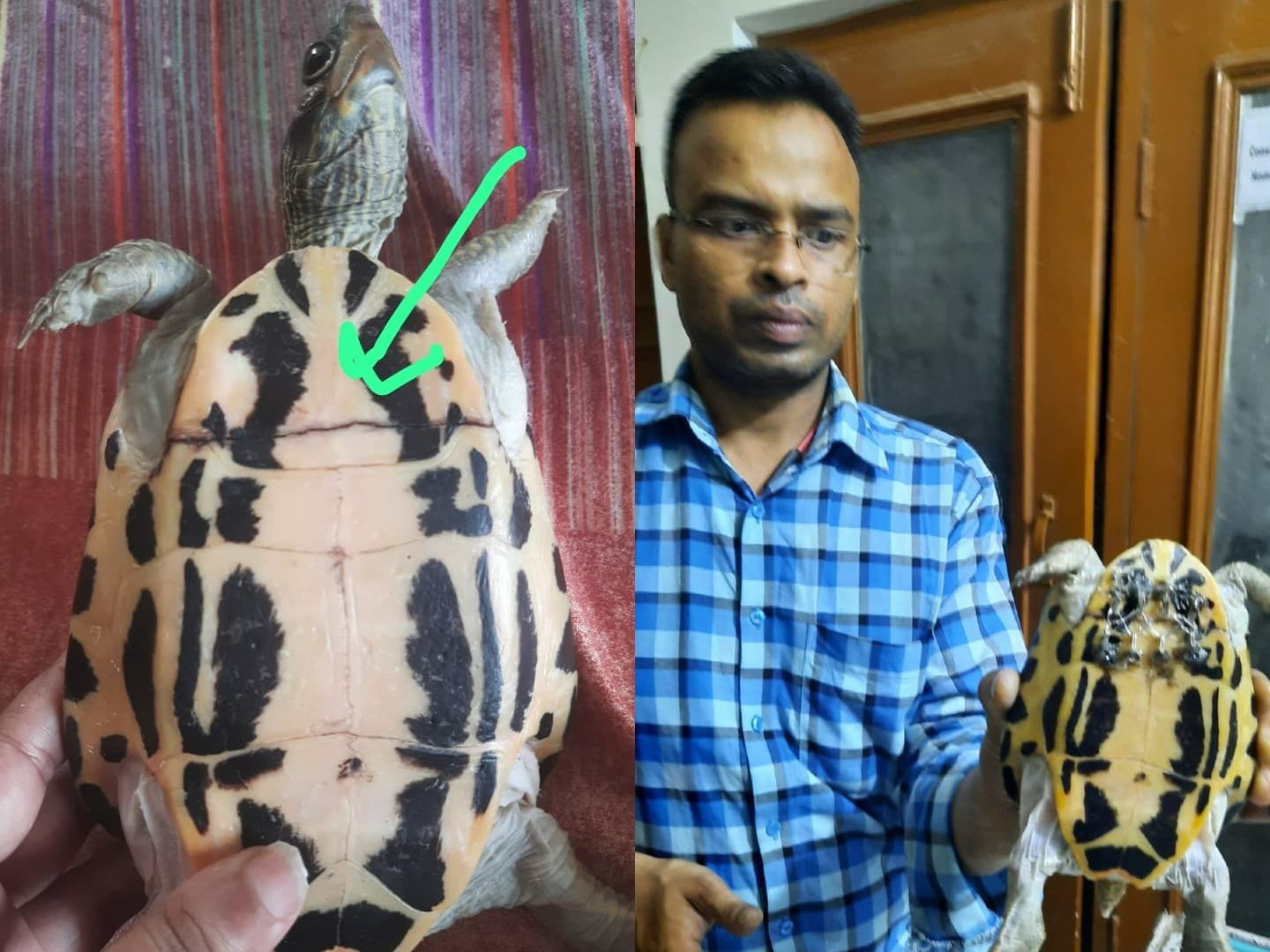 Exclusive: कछुए का टूटा कवच सर्जरी से जोड़ा, वेटरनरी डॉक्टर ने की अद्भु्त सर्जरी, देखें Video