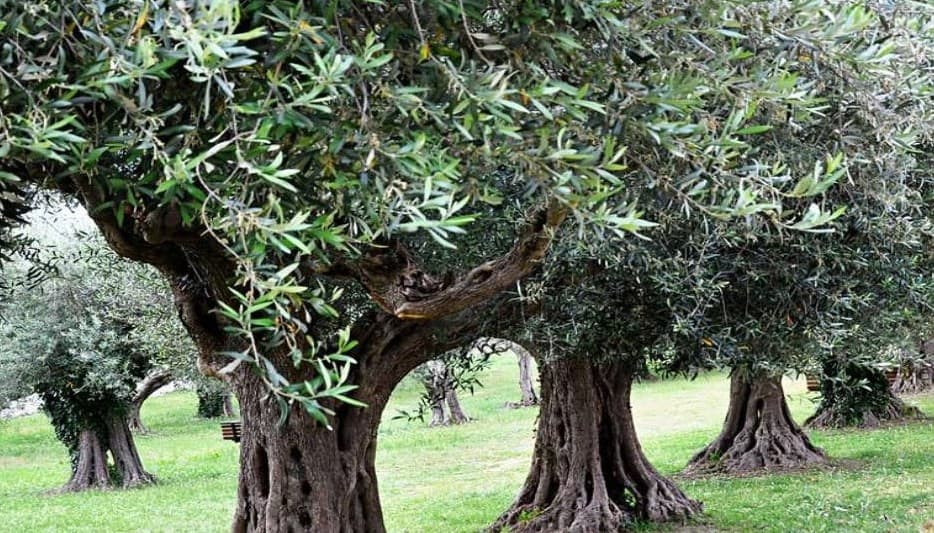 इस विधि से बच सकते हैं 90 फीसदी पेड़, 10 हजार से अधिक पेड़ों को किया गया है ट्रांसप्लांट