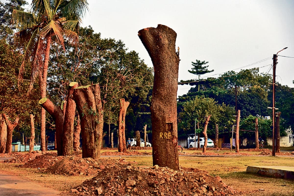 विकास के कार्य में बाधक नहीं बन रहे हैं पेड़, जुस्को ने खरीदा ट्री लोकेटर, जानें क्या कहते हैं एक्सपर्ट