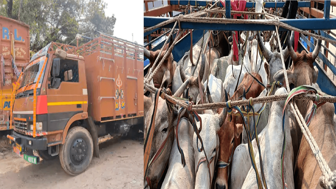 बिहार: बजरंग दल के सदस्यों ने मवेशियों से भरे एक ट्रक को पकड़ा, दो तस्कर को किया पुलिस के हवाले