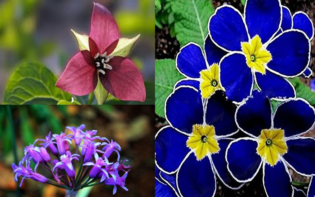 Picnic Spots Ranchi, Jharkhand: झारखंड की इन फेमस जगहों का लें आनंद, ये है पिकनिक के लिए बेस्ट जगह