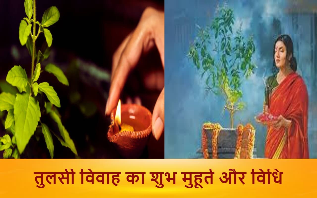 Tulsi Vivah 2022 Puja Vidhi, Muhurat: तुलसी विवाह कब, जानें शुभ मुहूर्त और विवाह कराने की आसान विधि