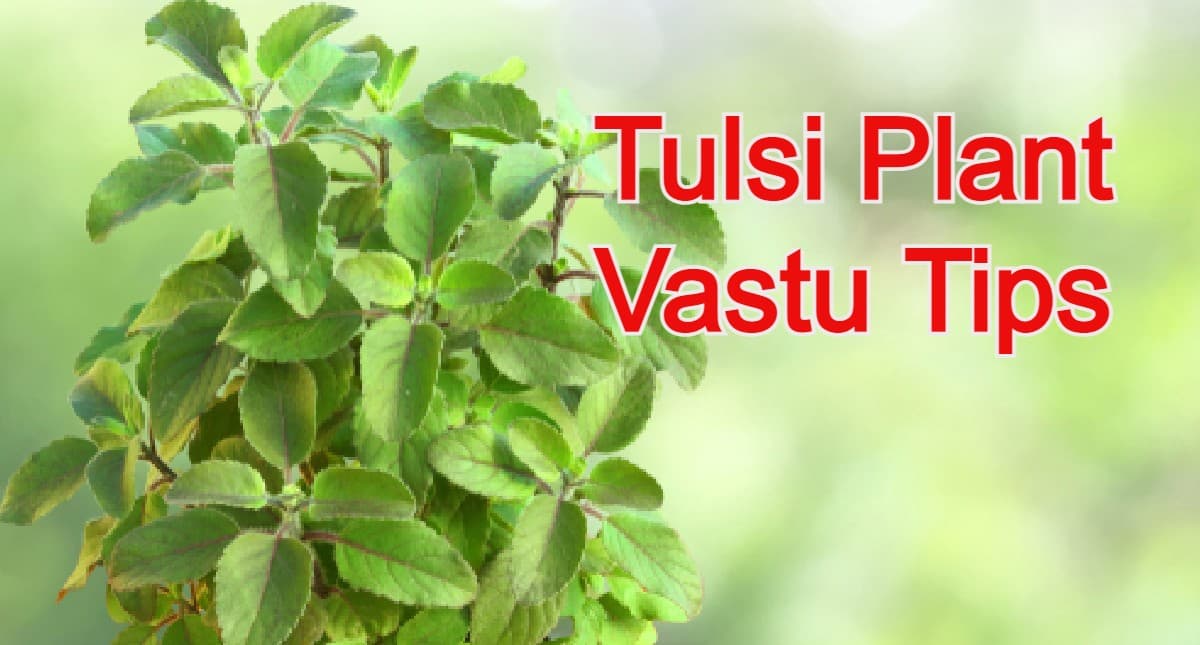 Vastu Tips: आंगन में तुलसी का पौधा लगाने से कभी नहीं होती धन की कमी, घर में बरसती हैं खुशियां