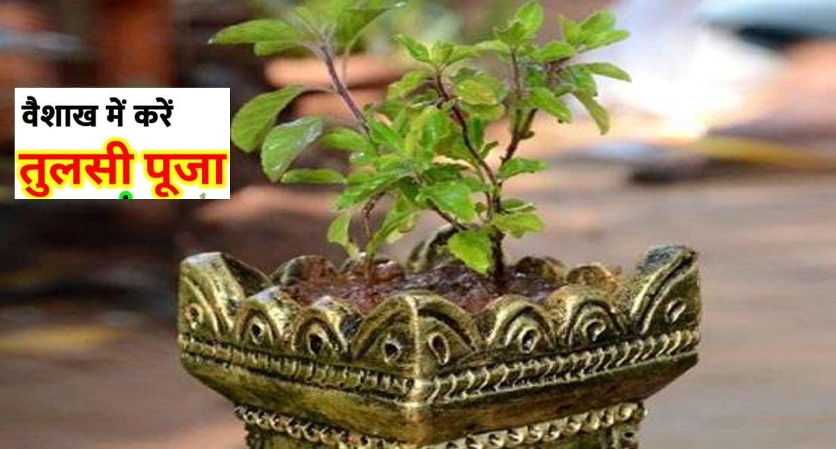 Vaishakh Month 2022: वैशाख के महीने में करें तुलसी पूजन, मिलती है सुख-समृद्धि