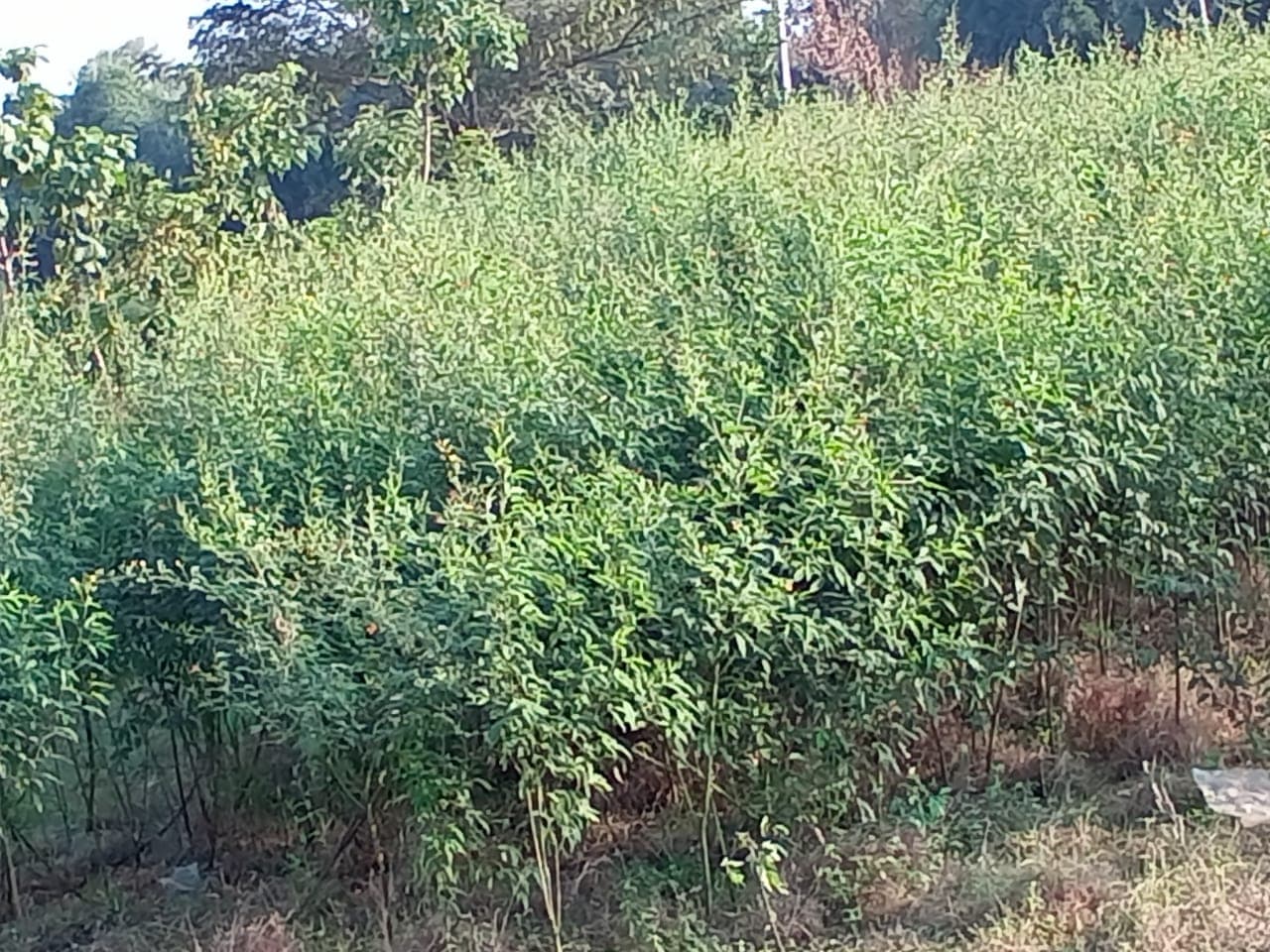 Jharkhand News : 50 हेक्टेयर में लहलहा रहीं अरहर की फसलें, किसान बोले : कम मेहनत में होती है अच्छी उपज