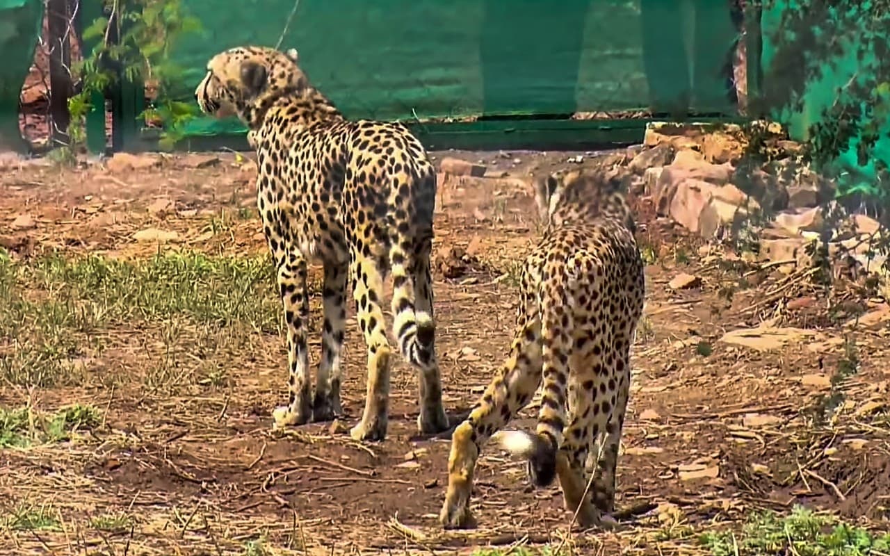 Cheetahs in India: भारत में जल्द बढ़ेगी चीतों की संख्या, सरकार ने सदन में दी अहम जानकारी
