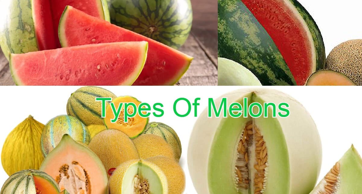 Melon Health Benefits:गर्मियों में खरबूजे खाने के हैं कई हेल्थ बेनिफिट्स, जान लें अलग-अलग Melons के फायदे