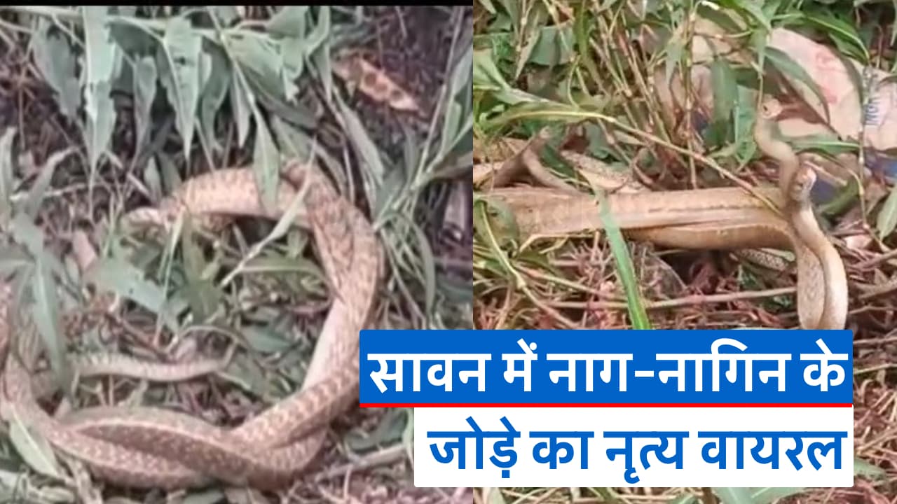 Video : सावन में नाग- नागिन के डांस का वीडियो वायरल, देखने के लिए उमड़े लोग