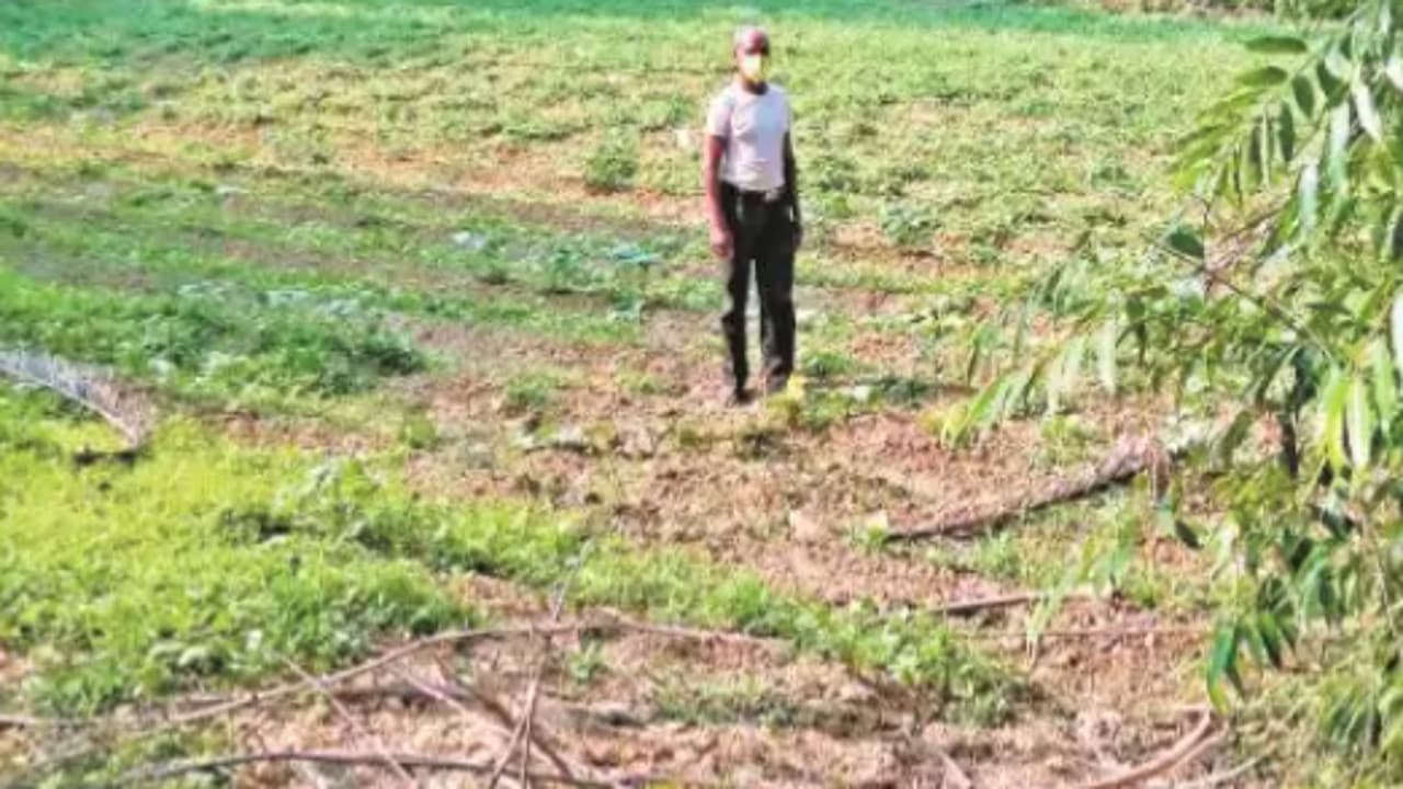 धनबाद के माइनिंग क्षेत्र में खेती से उमा बने युवाओं के प्रेरक, बेमौसम सब्जियां उगा कर सिजुआ में लायी हरियाली