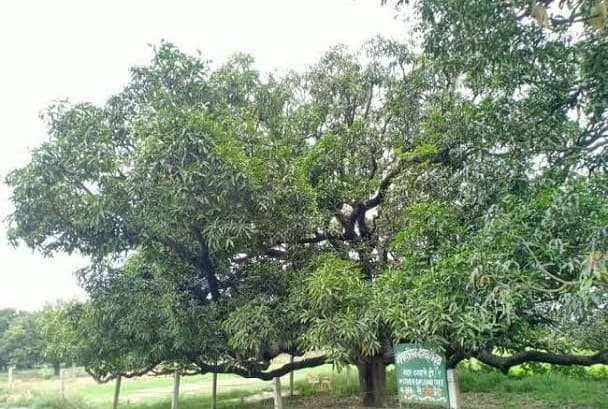 UP News: 948 विरासत वृक्षों को संवारेगी योगी सरकार, 100 वर्ष से अधिक आयु के 28 प्रजाति के पेड़ हैं विरासत